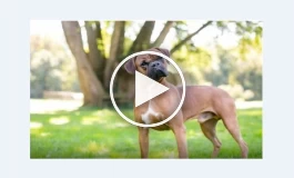 ببینید | ذوق زدگی عجیب سگ پس از یافتن صاحبش